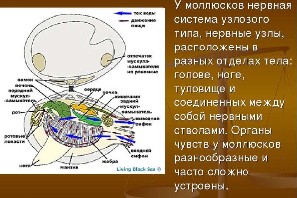 Ссылка кракен vtor run